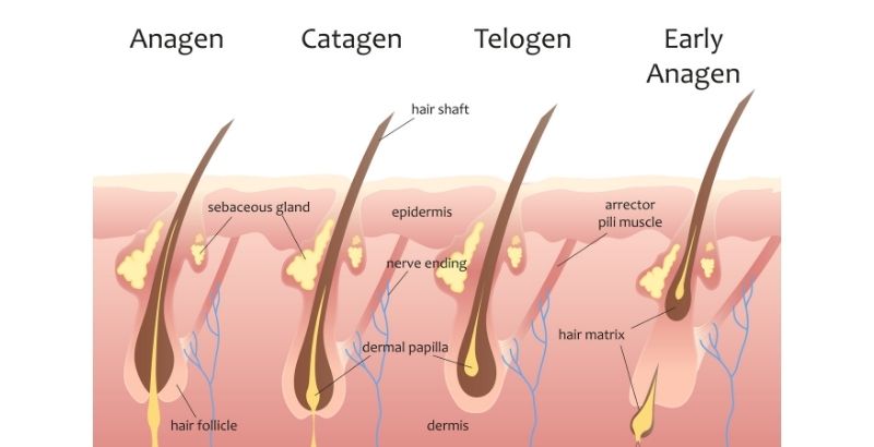 Telogen effluvium: 7 symptoms to recognize it - Your Instant Hair Makeup  Hair Fiber Kmax